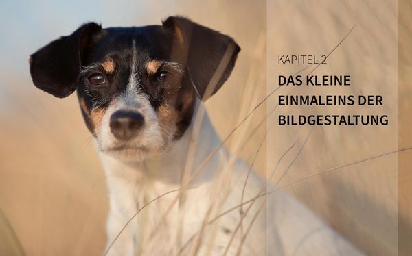 Haustiere perfekt fotografieren