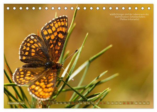 Produktbild: Frankens Insekten (Tischkalender 2026 DIN A5 quer), CALVENDO Monatskalender