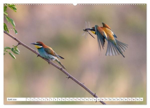 Produktbild: Bunte Flieger (hochwertiger Premium Wandkalender 2026 DIN A2 quer), Kunstdruck in Hochglanz