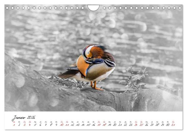 Produktbild: Abenteuer einer Mandarinente (Wandkalender 2026 DIN A4 quer), CALVENDO Monatskalender