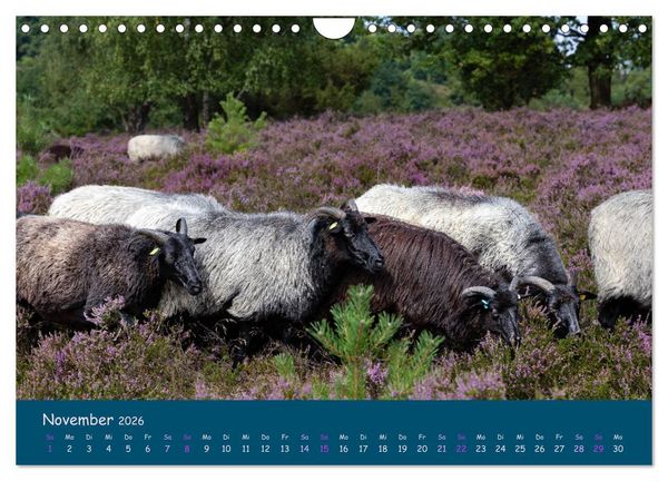 Produktbild: Heidschnucken, die pr&auml;chtigen Schafe der L&uuml;neburger Heide (Wandkalender 2026 DIN A4 quer), CALVENDO Monatskalender