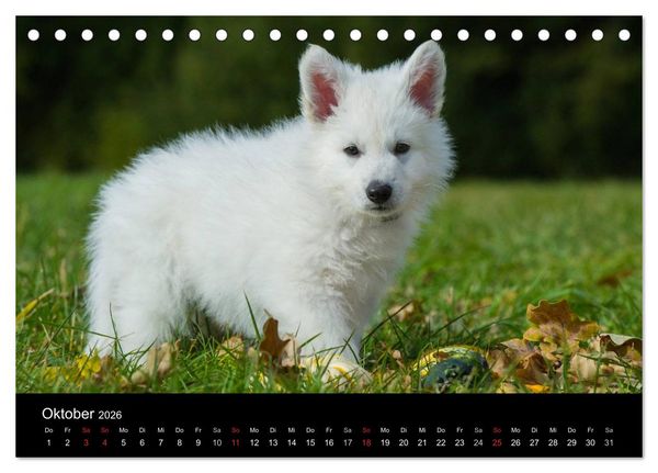 Produktbild: Wei&szlig;er Schweizer Sch&auml;ferhund (Tischkalender 2026 DIN A5 quer), CALVENDO Monatskalender