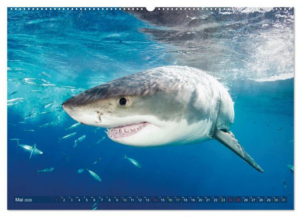 Produktbild: Hai: Raubtier der Meere (hochwertiger Premium Wandkalender 2026 DIN A2 quer), Kunstdruck in Hochglanz