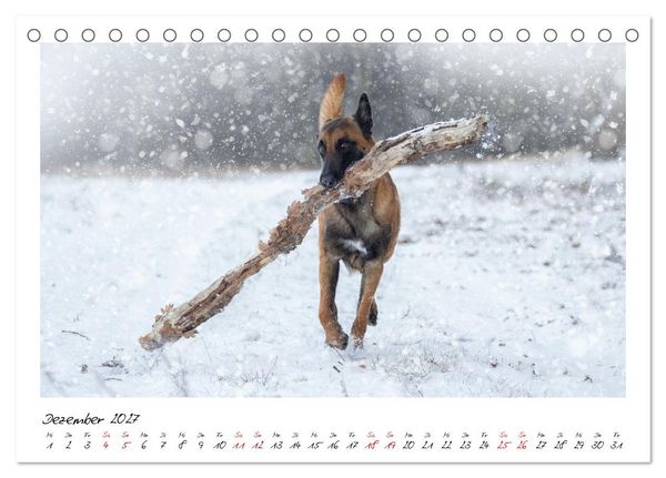 Produktbild: Malinois - Seelen aus Feuer (Tischkalender 2027 DIN A5 quer), CALVENDO Monatskalender