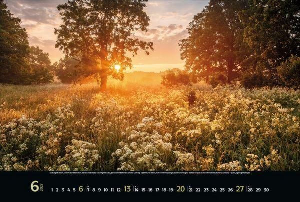 Produktbild: Magische W&auml;lder 2027