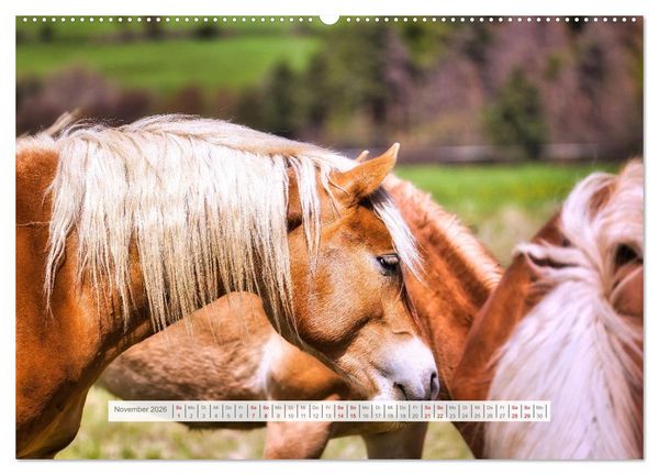 Produktbild: Haflinger im Th&uuml;ringer Wald (Wandkalender 2026 DIN A2 quer), CALVENDO Monatskalender