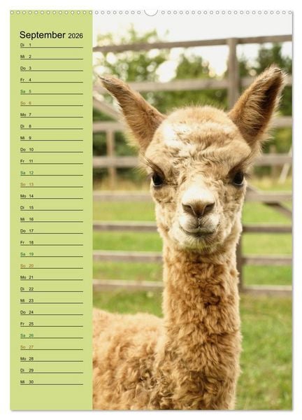 Produktbild: Alpakas zum Knuddeln gerne (Wandkalender 2026 DIN A2 hoch), CALVENDO Monatskalender