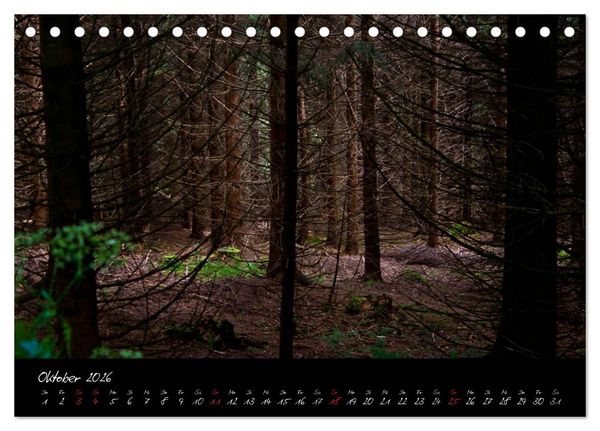 Produktbild: Wald (Tischkalender 2026 DIN A5 quer), CALVENDO Monatskalender