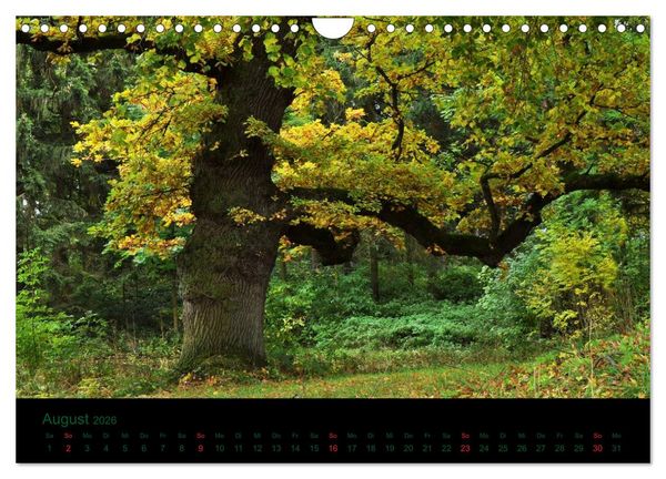Produktbild: Baumgefl&uuml;ster (Wandkalender 2026 DIN A4 quer), CALVENDO Monatskalender
