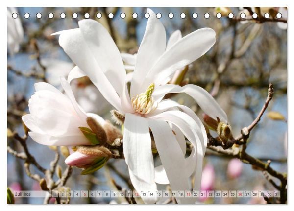 Produktbild: Magnolien Ein Bl&uuml;tenrausch (Tischkalender 2026 DIN A5 quer), CALVENDO Monatskalender