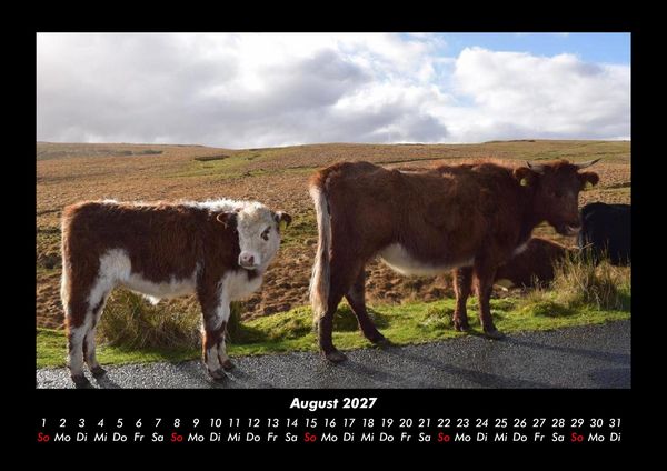 Produktbild: Kuhkalender 2027 Fotokalender DIN A3