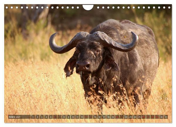 Produktbild: Afrika - Zauber der Wildnis (Wandkalender 2027 DIN A4 quer), CALVENDO Monatskalender