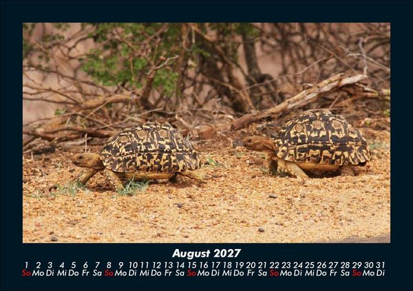 Produktbild: Schildkr&ouml;tenzauber 2027 Fotokalender DIN A5