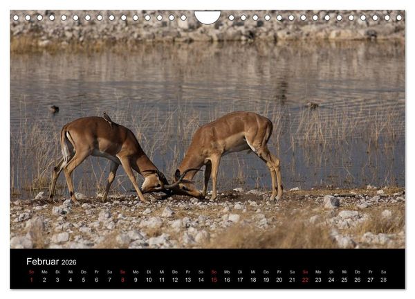 Produktbild: Wildlife Namibia (Wandkalender 2026 DIN A4 quer), CALVENDO Monatskalender