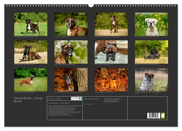 Produktbild: Einmal Boxer - immer Boxer (Wandkalender 2026 DIN A2 quer), CALVENDO Monatskalender