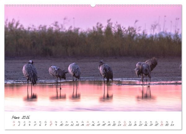 Produktbild: Kraniche am Schlafplatz - im Naturparadies der Mecklenburgischen Seenplatte (Wandkalender 2026 DIN A2 quer), CALVENDO Monatskalender