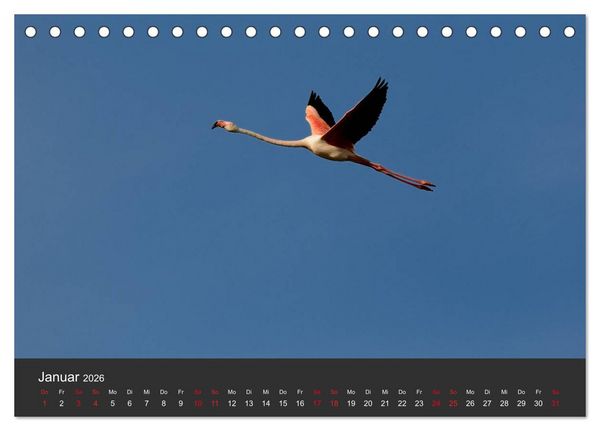 Produktbild: Pretty Flamingo (Tischkalender 2026 DIN A5 quer), CALVENDO Monatskalender