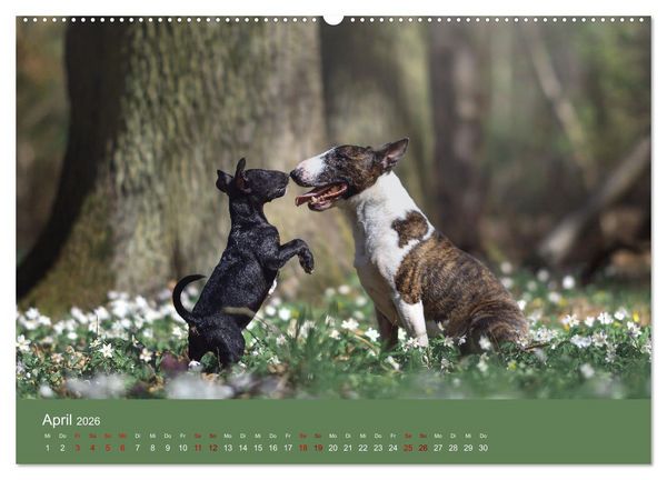 Produktbild: Fantastische Bullterrier - Sieger im Herzen (Wandkalender 2026 DIN A2 quer), CALVENDO Monatskalender
