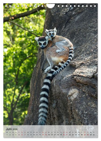Produktbild: MADAGASKAR: Baobabs, Lemuren, Naturwunder (Wandkalender 2026 DIN A4 hoch), CALVENDO Monatskalender