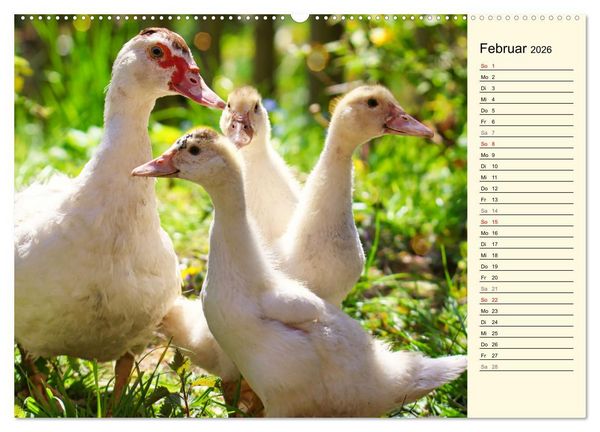 Produktbild: Entz&uuml;ckende Entenk&uuml;ken (Wandkalender 2026 DIN A2 quer), CALVENDO Monatskalender