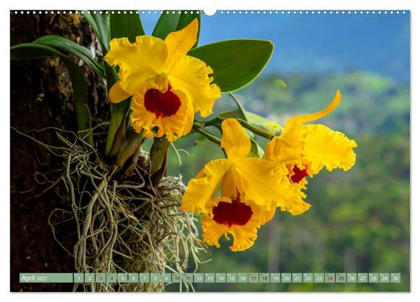 Produktbild: Zimmerpflanzen auf Heimaturlaub (Wandkalender 2027 DIN A2 quer), CALVENDO Monatskalender