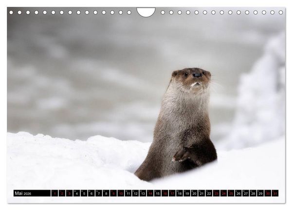 Produktbild: Fischotter, flinke J&auml;ger (Wandkalender 2026 DIN A4 quer), CALVENDO Monatskalender