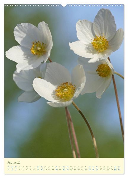 Produktbild: Bl&uuml;tenzauber im Garten (hochwertiger Premium Wandkalender 2026 DIN A2 hoch), Kunstdruck in Hochglanz