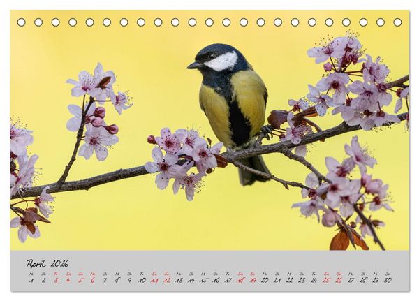 Produktbild: Bunte V&ouml;gel am Futterplatz (Tischkalender 2026 DIN A5 quer), CALVENDO Monatskalender