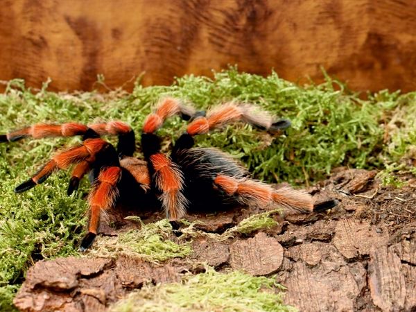 Produktbild: CALVENDO Puzzle Vogelspinne | 1000 Teile Lege-Gr&ouml;&szlig;e 64x48cm Foto-Puzzle f&uuml;r gl&uuml;ckliche Stunden