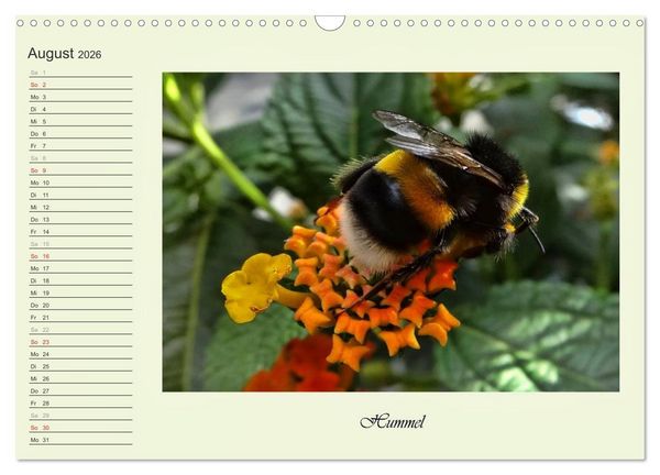 Produktbild: Blaue Holzbiene &ndash; Hummel &ndash; und Taubenschw&auml;nzchen. (Wandkalender 2026 DIN A3 quer), CALVENDO Monatskalender