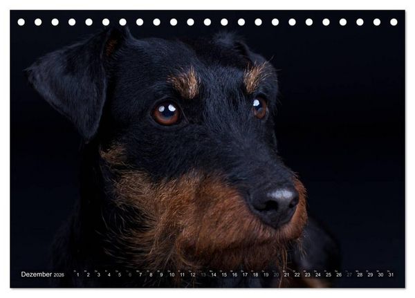 Produktbild: Faszination Terrier (Tischkalender 2026 DIN A5 quer), CALVENDO Monatskalender