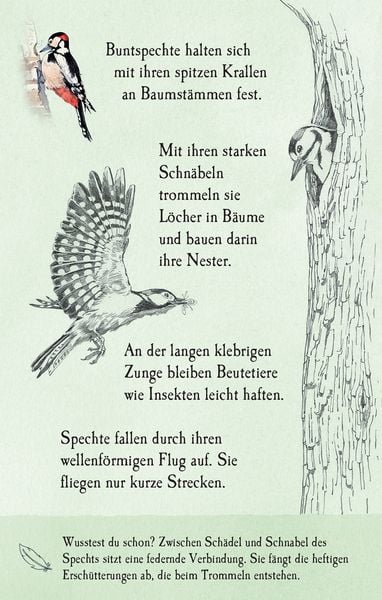 Produktbild: Natur-Entdecker-Karten: Unsere heimischen V&ouml;gel