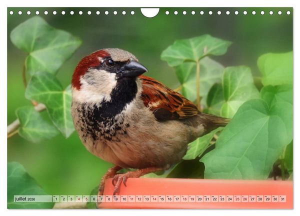 Produktbild: Jolis oiseaux de jardin (Calendrier mural 2026 DIN A4 vertical), CALVENDO calendrier mensuel