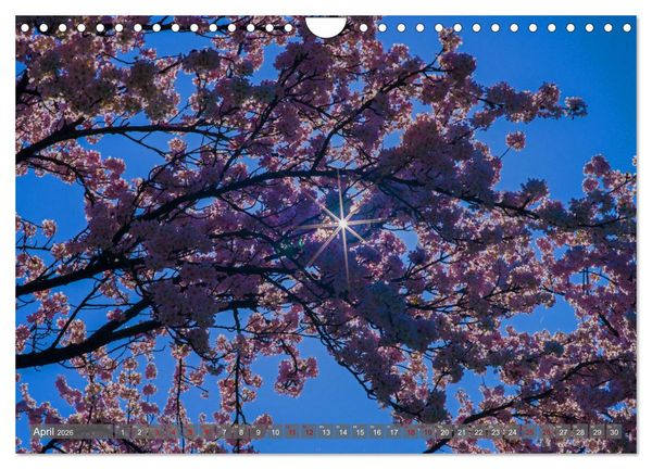 Produktbild: Weinland Pfalz - Region S&uuml;dliche Weinstra&szlig;e (Wandkalender 2026 DIN A4 quer), CALVENDO Monatskalender