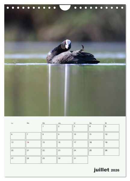 Produktbild: Le monde intime des oiseaux (Calendrier mural 2026 DIN A4 horizontal), CALVENDO calendrier mensuel