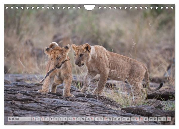 Produktbild: Emotionale Momente: Liebenswerte L&ouml;wenbabys (Wandkalender 2026 DIN A4 quer), CALVENDO Monatskalender