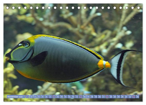 Produktbild: Bunte Welt der Fische (Tischkalender 2026 DIN A5 quer), CALVENDO Monatskalender