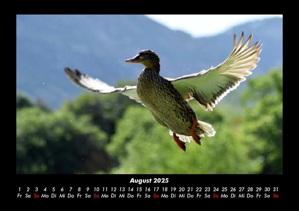 Produktbild: Welt der V&ouml;gel 2025 Fotokalender DIN A3