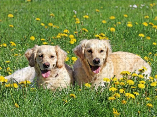 Produktbild: CALVENDO Puzzle Golden Retriever im Fr&uuml;hling 1000 Teile Lege-Gr&ouml;&szlig;e 64 x 48 cm Foto-Puzzle Bild von SchnelleWelten