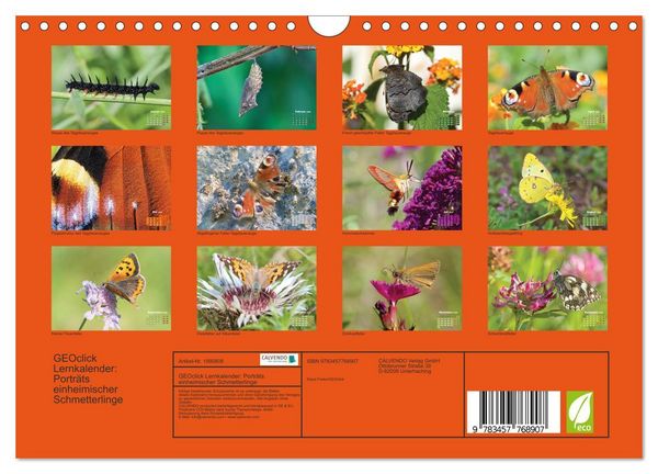 Produktbild: GEOclick Lernkalender: Portr&auml;ts einheimischer Schmetterlinge (Wandkalender 2026 DIN A4 quer), CALVENDO Monatskalender