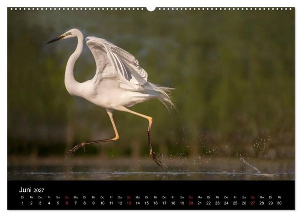 Produktbild: Reiher - Der Tanz auf dem Wasser (Wandkalender 2027 DIN A2 quer), CALVENDO Monatskalender