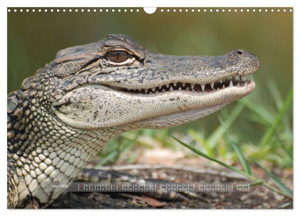 Produktbild: Krokodile & Alligatoren (Wandkalender 2026 DIN A3 quer), CALVENDO Monatskalender