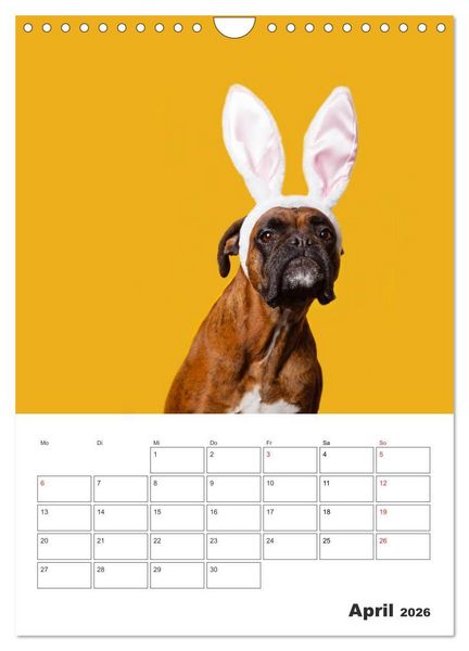 Produktbild: colorful world of boxer 2026 (Wandkalender 2026 DIN A4 hoch), CALVENDO Monatskalender