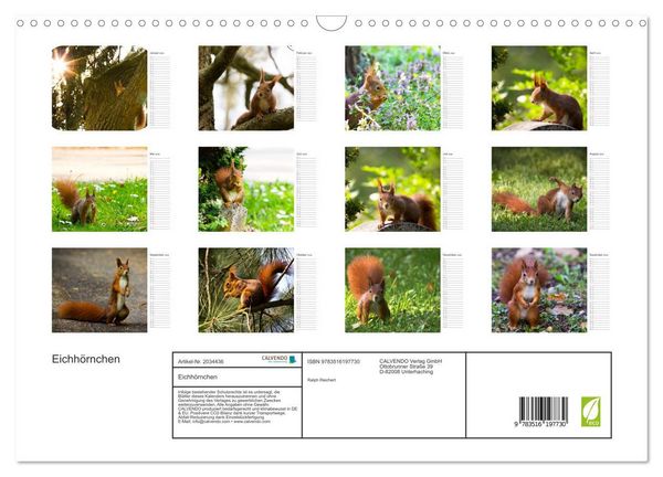 Produktbild: Eichh&ouml;rnchen (Wandkalender 2026 DIN A3 quer), CALVENDO Monatskalender