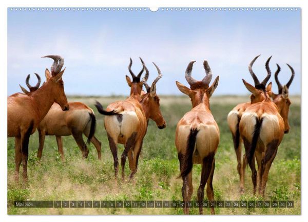 Produktbild: Namibia - Die Tierwelt (Wandkalender 2026 DIN A2 quer), CALVENDO Monatskalender