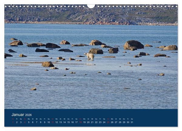 Produktbild: Das Leben der etwas "anderen" Eisb&auml;ren! (Wandkalender 2026 DIN A3 quer), CALVENDO Monatskalender