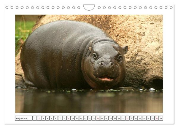 Produktbild: Kleine Schelme - Tierbabys (Wandkalender 2026 DIN A4 quer), CALVENDO Monatskalender