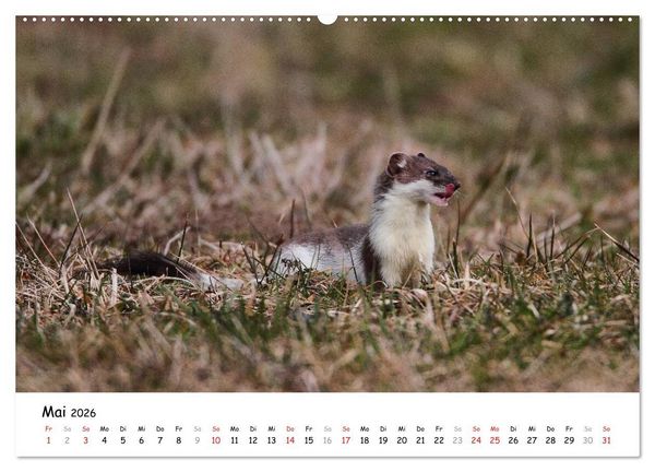 Produktbild: Hermelin - das wieselflinke Raubtier (hochwertiger Premium Wandkalender 2026 DIN A2 quer), Kunstdruck in Hochglanz