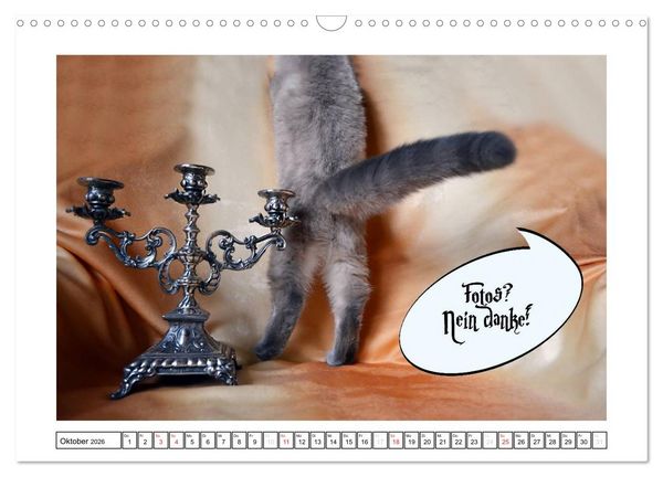 Produktbild: Lustiger Katzenkalender (Wandkalender 2026 DIN A3 quer), CALVENDO Monatskalender