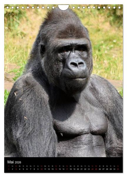 Produktbild: Gorillas (Wandkalender 2026 DIN A4 hoch), CALVENDO Monatskalender